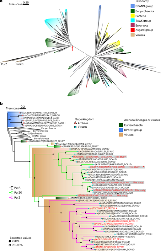 李猛教授与刘杨教授团队在《Nature Microbiology》发表研究论文:发现Z碱基合成通路中的关键酶变体,揭示了从古菌到噬菌体的进化过程
